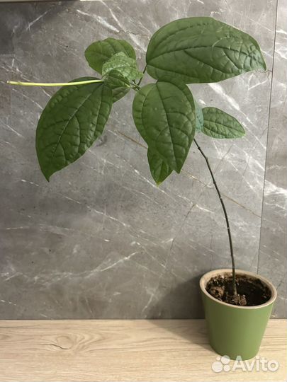 Клеродендрум томпсон