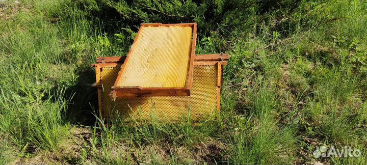 Сушь рутовская рамка