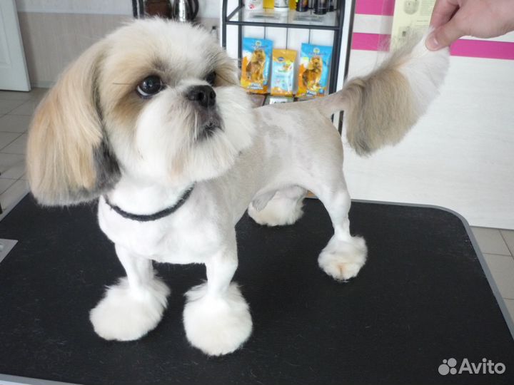 Стрижка собак и кошек