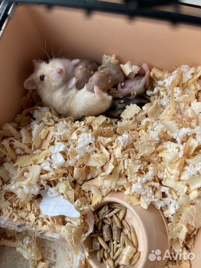 Джунгарский хомяк