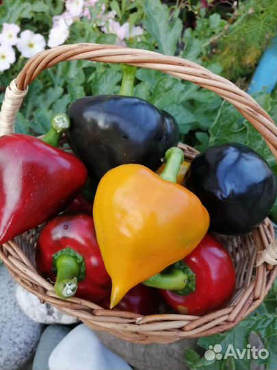 Семена перца Леся