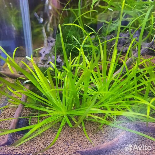 Мох риччия, Бликса Японская