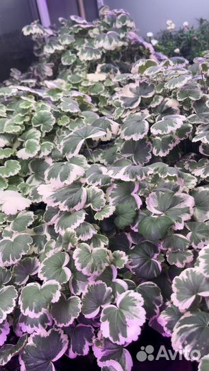 Герани и пеларгонии