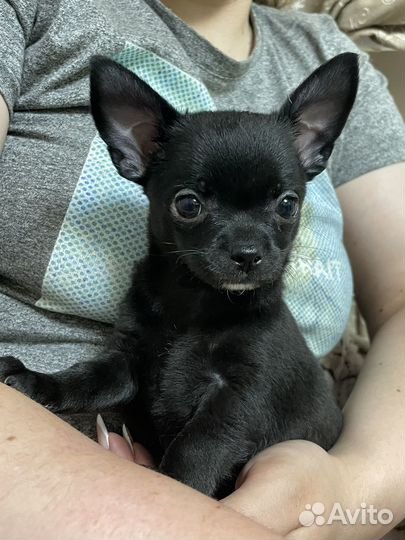 Чихуахуа мини мальчик черный уголек