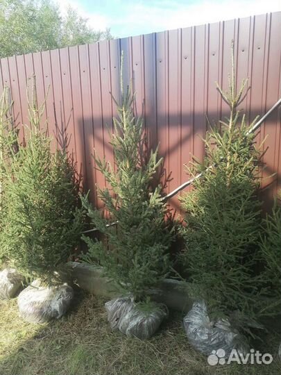 Саженцы хвойных растений