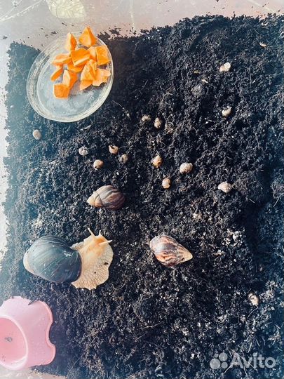 Улитки ахатины