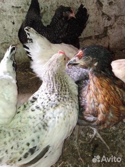 Куры Несушки