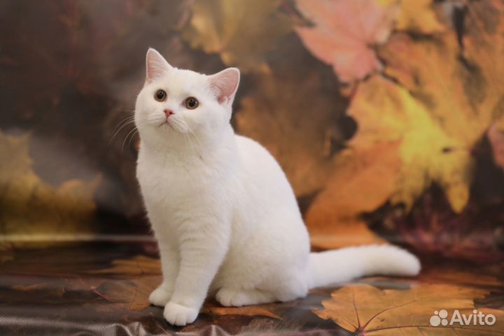 Плюшевые котята британцы белые