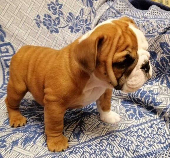 Щенки английского бульдога