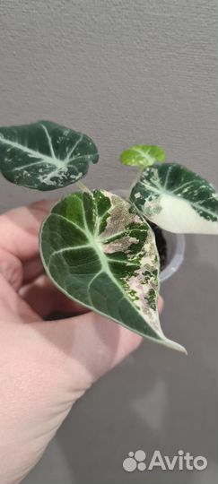 Алоказия блек вельвет пинк