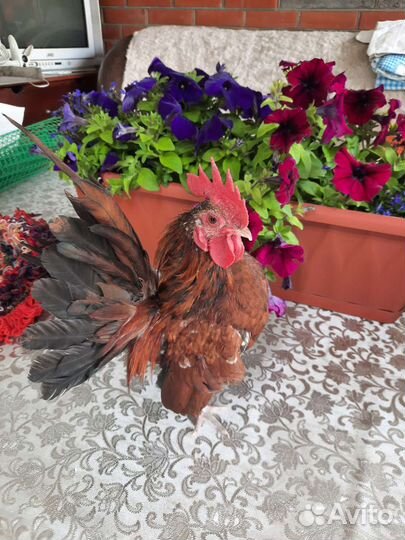 Малазийская серама