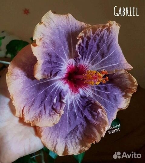 Срезы сортовых гибискусов