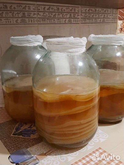 Чайный гриб