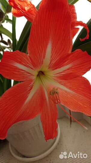 Амариллис гиппеаструм