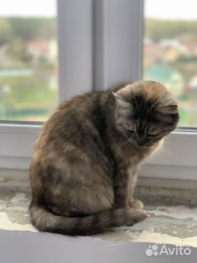 Кошка Хурмуша