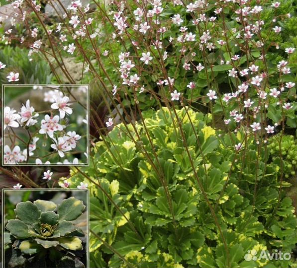 Камнеломка вариегатная,астильба