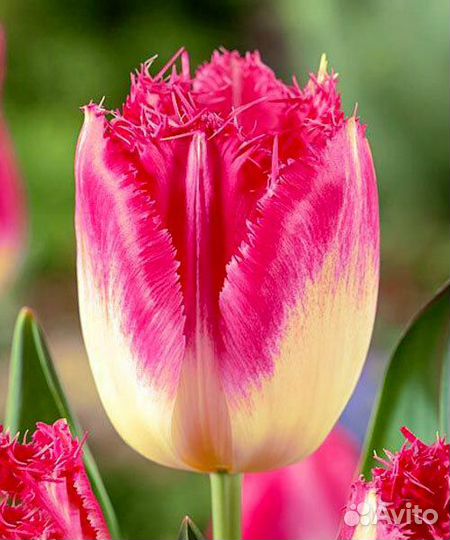 Тюльпаны опт на 8 марта и 14 февраля