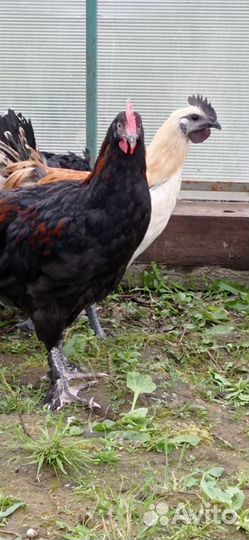 Петух Маран черно медный, Лакеданзи