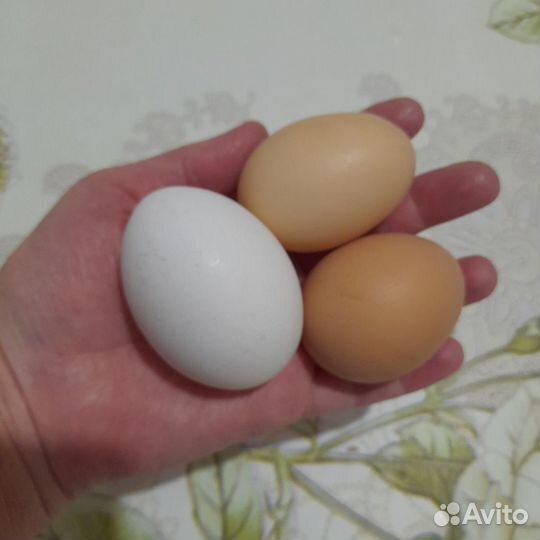 Яйца куриные домашние