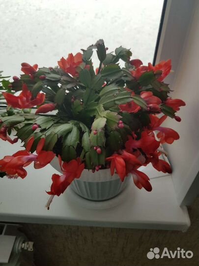 Декабрист Шлюмбергера