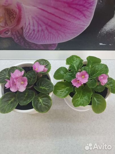 Фиалки цветущие