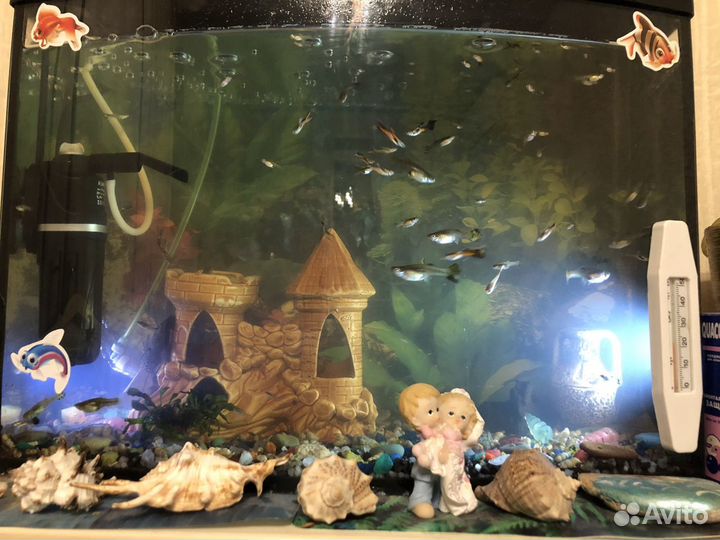 Аквариумные рыбки гуппи