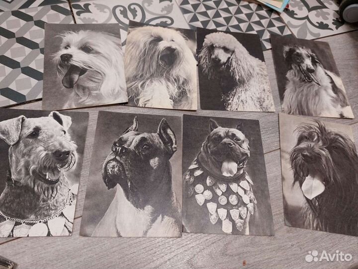 Открытки советские СССР чистые 1968-68 (собаки)