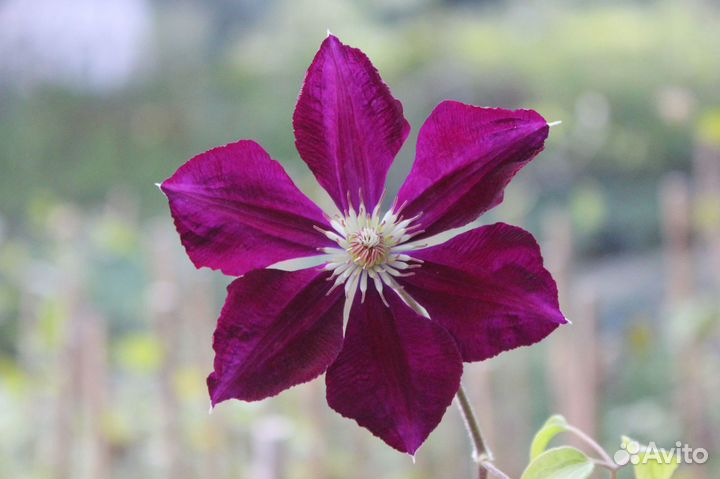 Клематис Мазовше (Mazowsze)