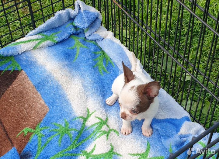 Супер мини Чихуахуа