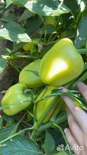 Помидор перец арбузы