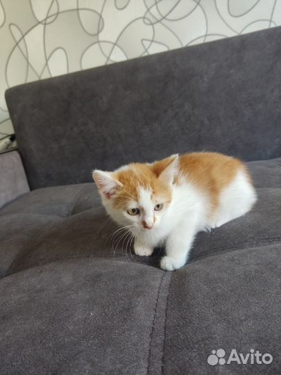 Кошки в добрые руки бесплатно
