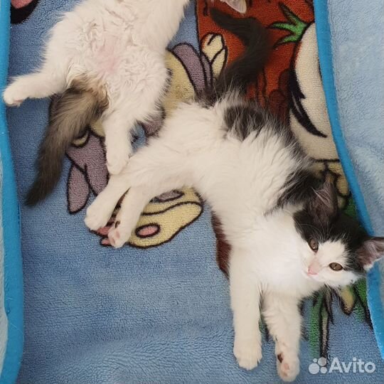 Котёнок девочка 3 месяца в добрые руки