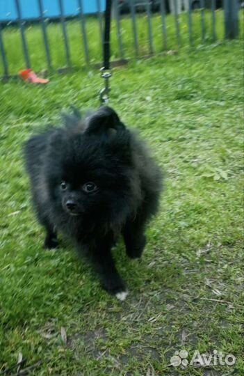 Шпиц мальчик,вет паспорт