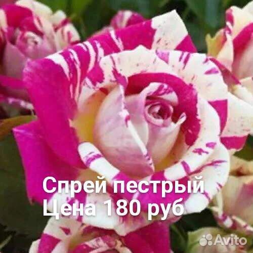 Саженцы роз