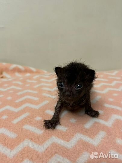 Котенок девочка в добрые руки