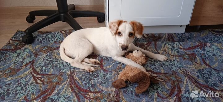 Собака метис маленькая