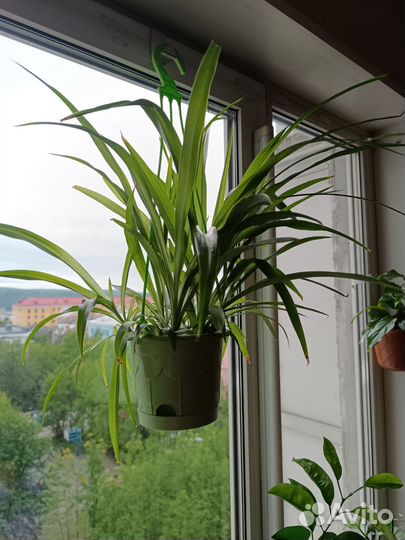 Комнатные растения