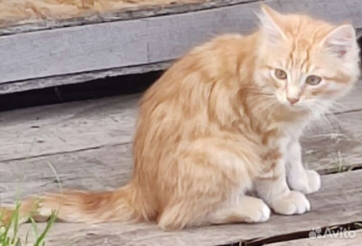 Котенок Рыжик в дар