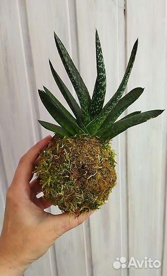 Кокедама. Суккуленты. Флорариум