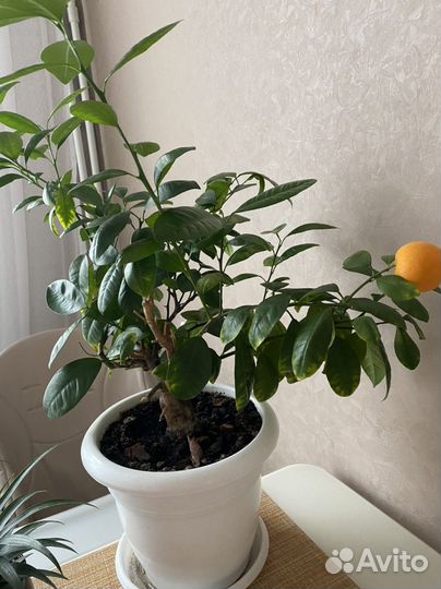 Мандарин каламондин черенок