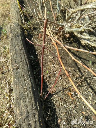 Малина чёрная 