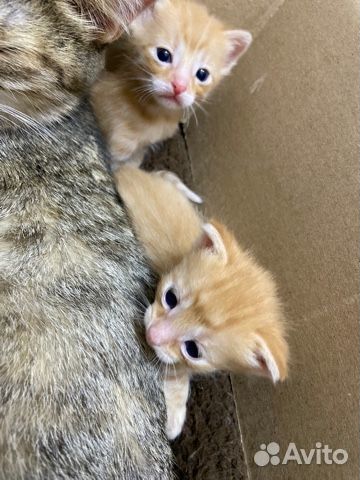 Котята в добрые руки бесплатно