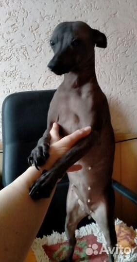 Мексиканская голая собака