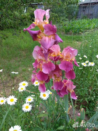 Лилейники и многолетние цветы