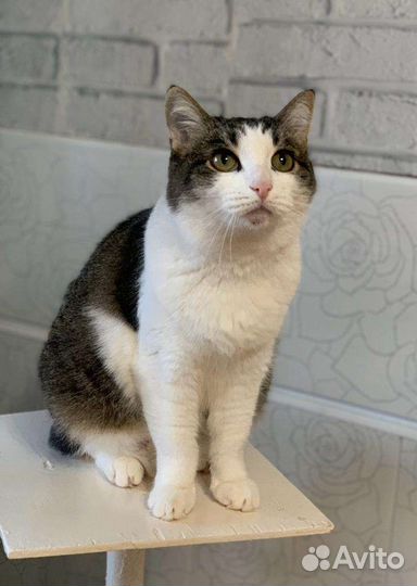 Даша в семью