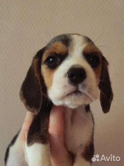 Бигль девочка РКФ