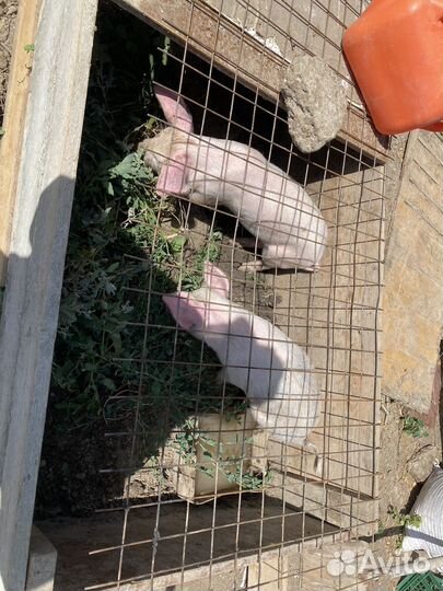 Хряк свиньи поросята