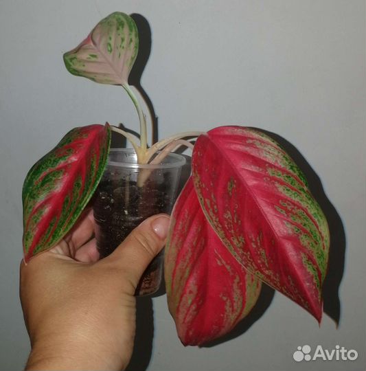 Подростки и детки аглаонем