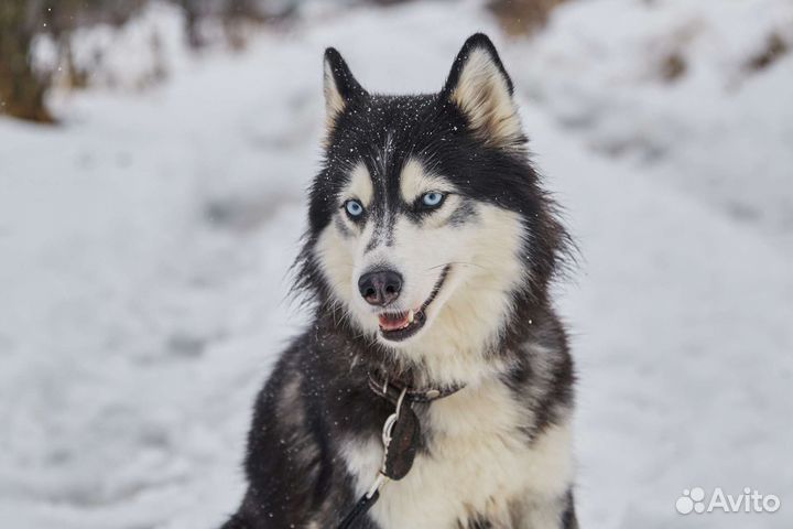 Собака в добрые руки (в дар)
