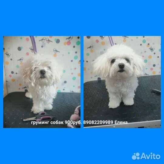 Груминг стрижка собак